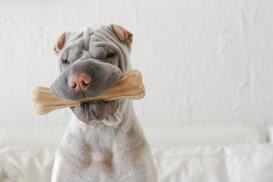 Chinese Shar-Pei