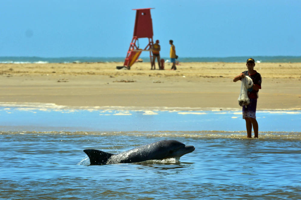 Pescadores descobrem baleias siamesas em laguna no México