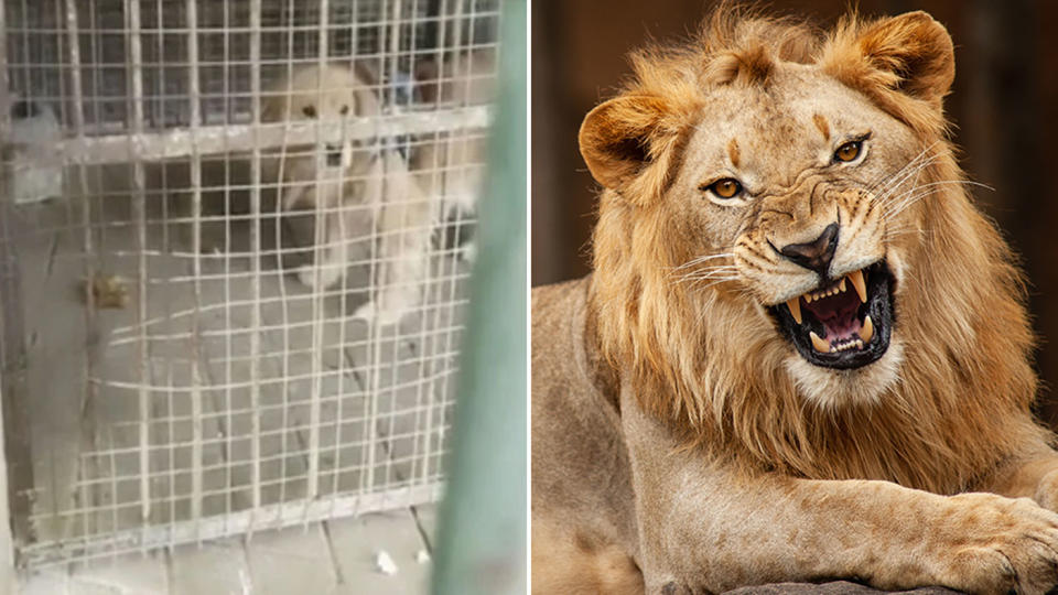 A golden retriever (left) was spotted in a lion enclosure at a zoo in China. Source: South China Morning Post/Getty Images, file