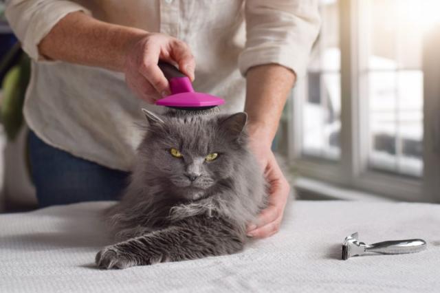 How to Remove Mats From a Longhaired Cat (Vet-Approved Advice)