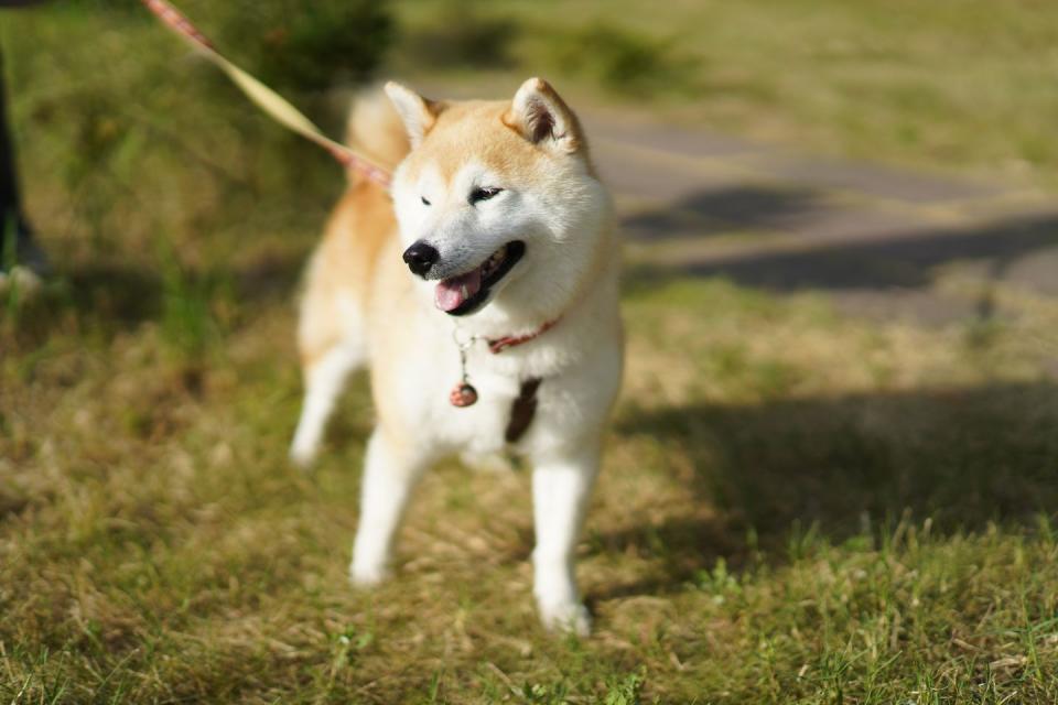 Akita