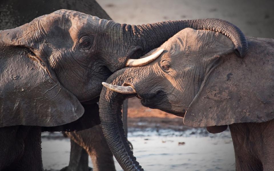 Der Volksmund sagt, ein Elefant vergisst nichts - erst recht nicht seine erste Liebe. So lässt es sich vielleicht erklären, warum sich zwei Elefanten auch nach jahrzehntelanger Beziehung lieben wie am ersten Tag. Auf der anderen Seite erinnern sie sich auch an jede Macke und jeden Streit. Da können wir Menschen doch heilfroh sein, vieles mit der Zeit zu vergessen. Hätten wir alle ein perfektes Gedächtnis, wäre die Scheidungsrate bestimmt höher. (Bild: iStock / AOosthuizen)