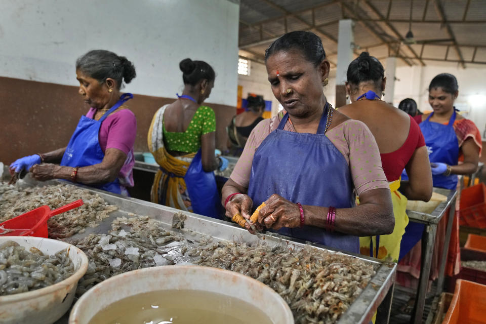 Workers peel shrimp in a tin-roofed processing shed in the hamlet of the Tallarevu, in Kakinada district, in the Indian state of Andhra Pradesh, Sunday, Feb. 11, 2024. India became America’s leading shrimp supplier, accounting for about 40% of the shrimp consumed in the U.S., after media reports including an AP investigation exposed modern day slavery in the Thai seafood industry. (AP Photo/Mahesh Kumar A.)