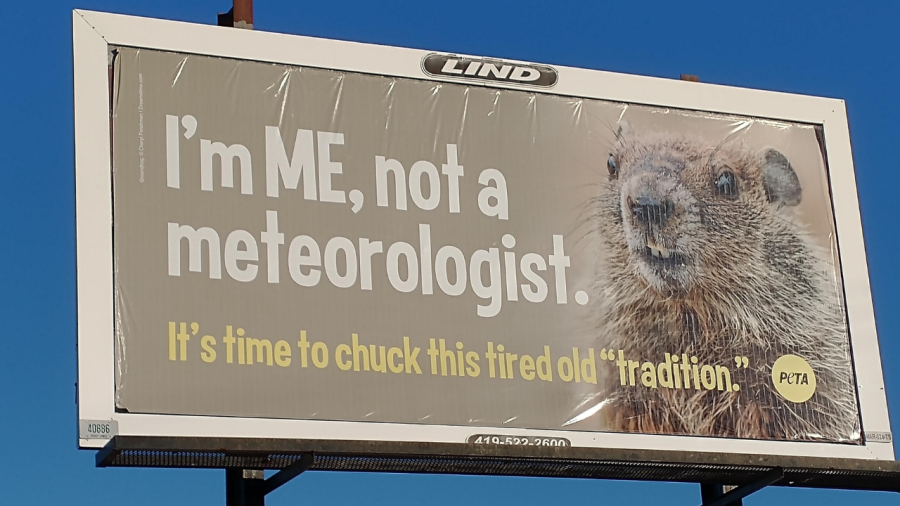 After PETA claimed using a live groundhog was unethical, the organization rented a a billboard across the street from the radio station. (NBC4/Jonathan Edwards)