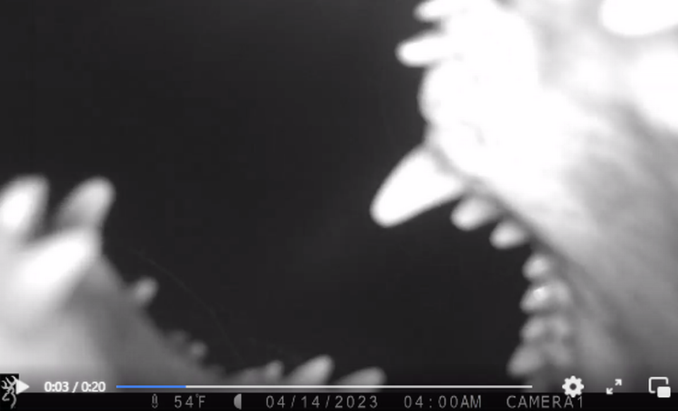 This shows the moment the female alligator started to bite down on the trail camera in southeastern Oklahoma.