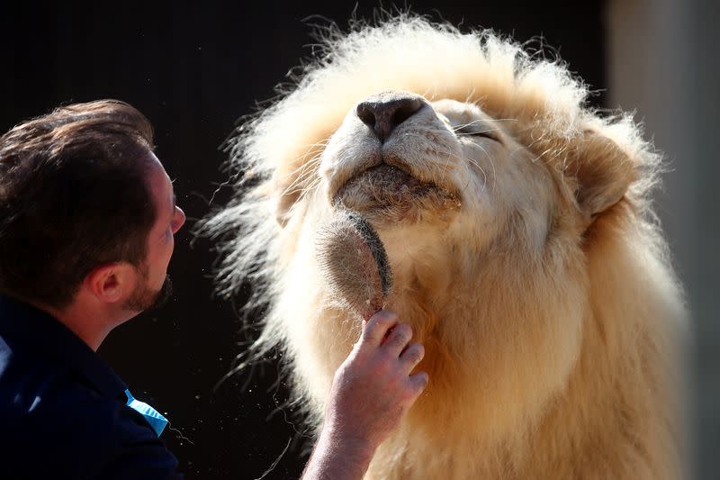 Lion tamer Lacey brushes Lion King Tonga in Munich