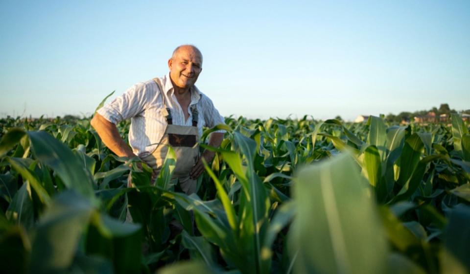 Productores de maíz en Colombia. Foto: Alimentos Polar.