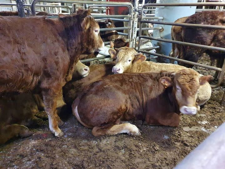 More than 850 cows stranded at sea in horrific conditions on a shipping vessel in the Mediterranean may have to be euthanized, according to a report. 