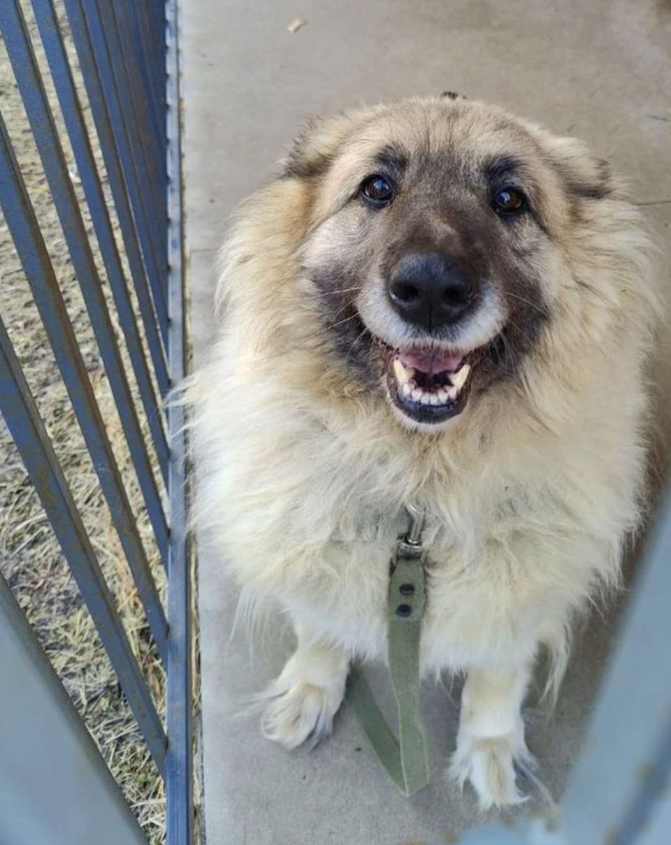 Happy dog with a collar stands behind a fence, looking directly at the camera