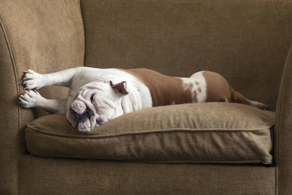 A top-rated Amazon product helps make it easier to clean pet hair. (Image via Getty Images)