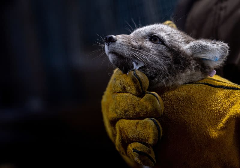 The Wider Image: Norway gives Arctic foxes a helping hand amid climate woes