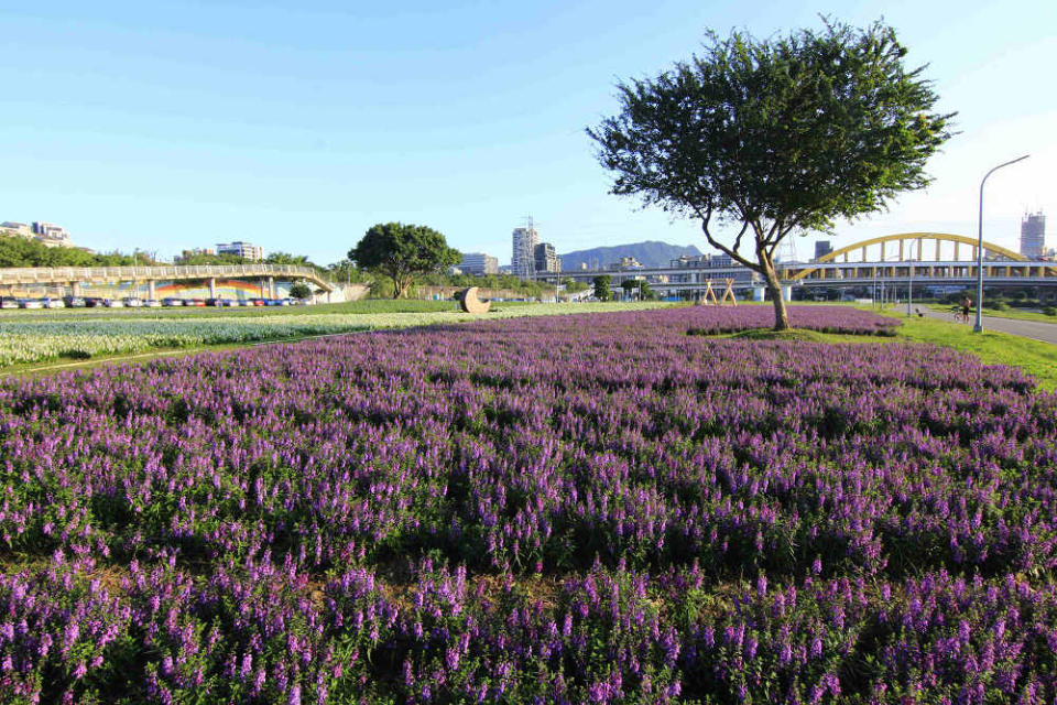 彩虹河濱公園浪漫仙氣(圖片來源：臺北市政府工務局水利工程處)