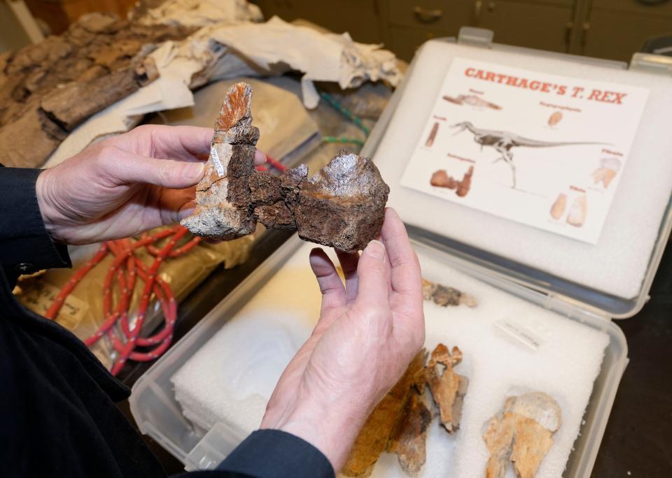 Thomas Carr examines the astragalus bone of a juvenile T. rex skeleton.