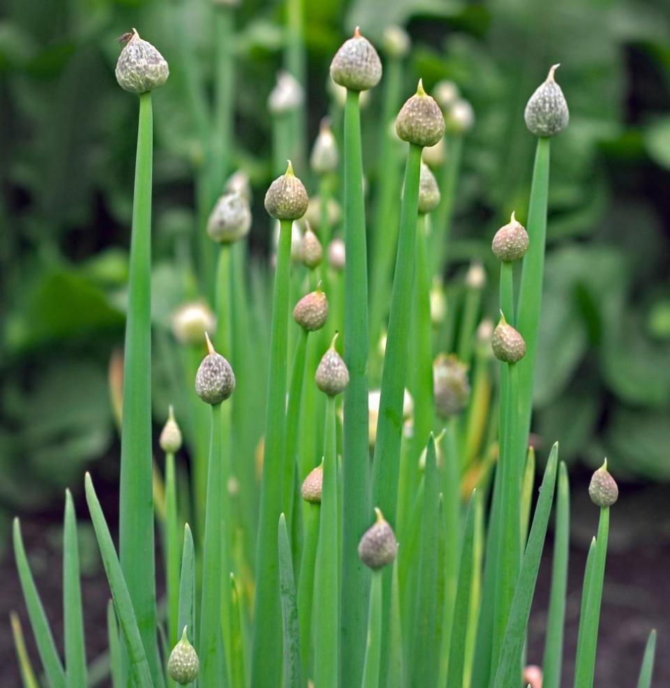 Japanese bunching onion.