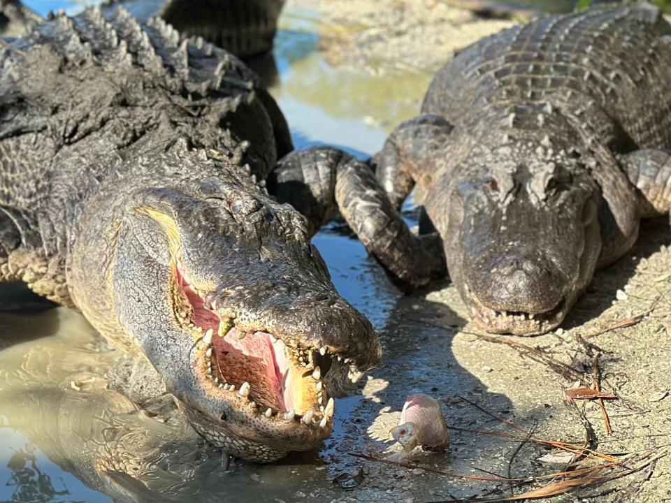 Two alligators eating something