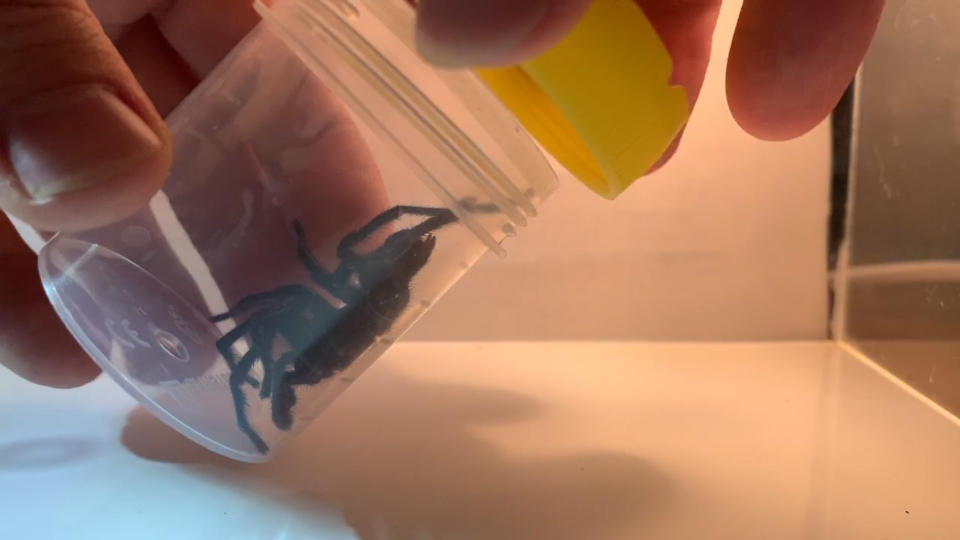 A close up of a funnel-web spider being captured in a plastic container. Source: Supplied