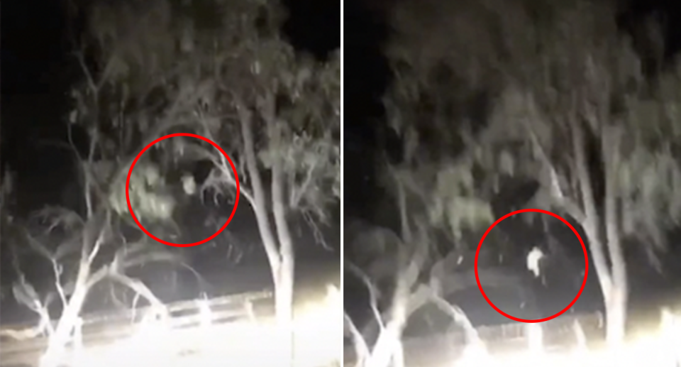 Split screen. Two images of the possum falling from the tree. Both are highlighted with a red circle. 