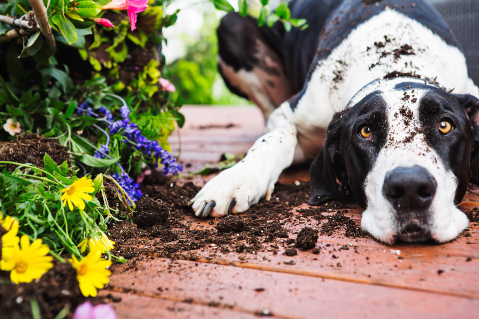 Möglichkeiten, sich die Pfoten dreckig zu machen, gibt es für Hunde bekanntlich ganz schön viele... (Bild: Getty Images)