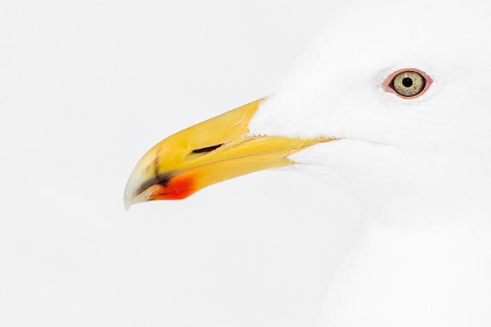 Wildlife Photographer of the Year People’s Choice Award Shortlist - Red and yellow by Chloé Bès, France