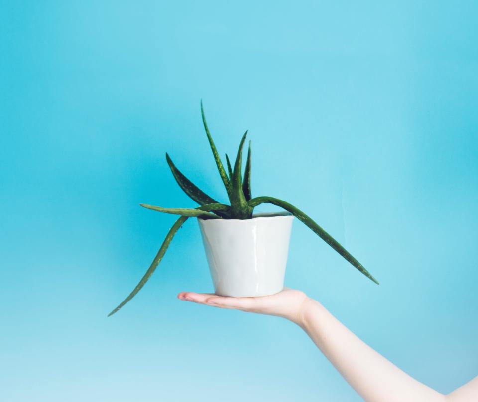 Person holding an aloe vera plant in front of a blue wall.