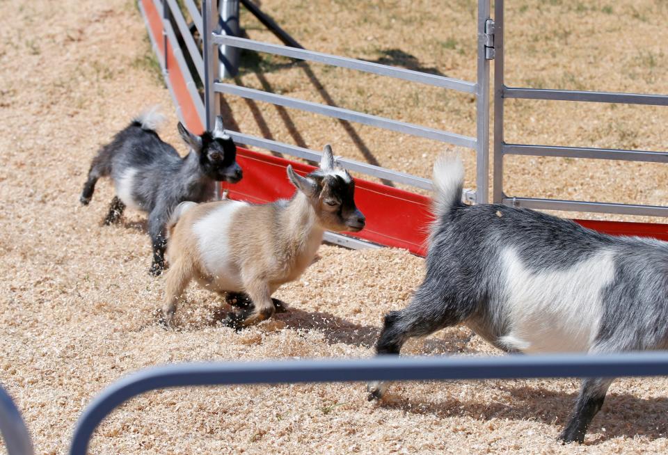 Goats race during the Great American Speedway Crazy Animal Races during the 2022 Oklahoma State Fair.