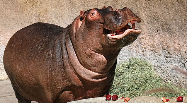 Parents managed to name their baby 'Hippo' in 2012. File pic. Source: AAP