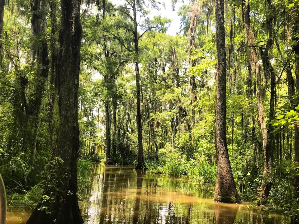 Louisiana swamps