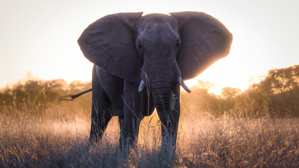 Photograph of an elephant, backlit by the sunset