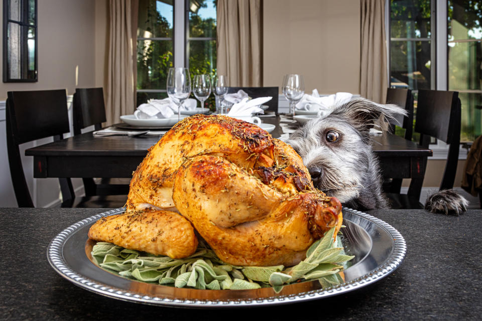 Turkey skin is not the healthiest food your pet can eat.  (Photo via Getty Images)