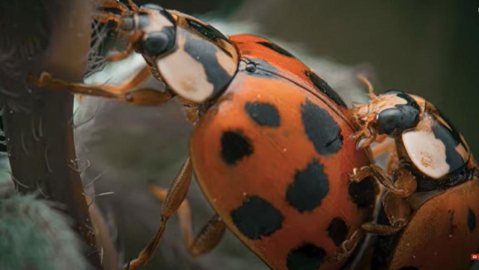 Macrophotography of a ladybug, from YouTuber Hans Heidler. 