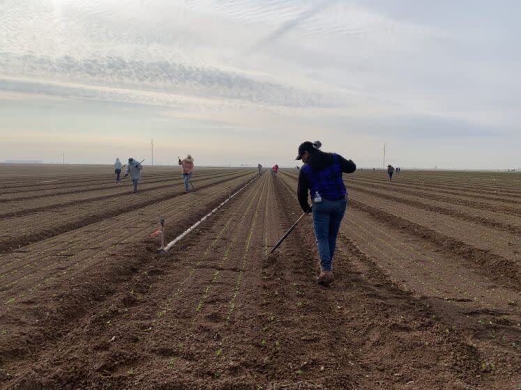 A 55-year-old Mexican woman with a green card tills the soil of a lettuce field in Calexico.