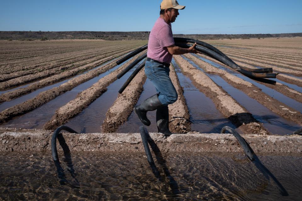 Cecilio Oscar Soliz irrigates a Skagit 1109 wheat field, Feb. 20, 2023, on the Oatman Flats Ranch in Dateland, Ariz.