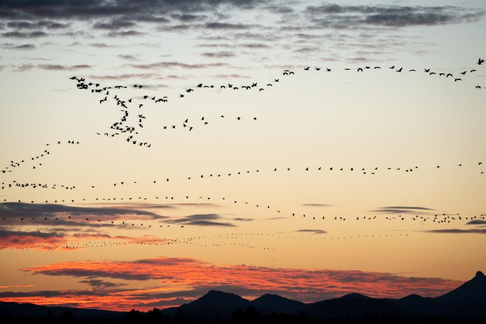 Sandhill cranes take flight at sunrise, January 29, 2022, at the Whitewater Draw Wildlife Area, McNeal, Arizona. The cranes roost in the draw overnight and fly out to fed in nearby fields at sunrise.