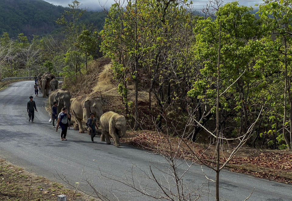 In this Saturday, May 2, 2020, photo provided by Save Elephant Foundation, a herd of 11 elephants walk along a paved road during a 150-kilometer (93 mile) journey from Mae Wang to Ban Huay in northern Thailand. Save Elephant Foundation are helping elephants who have lost their jobs at sanctuary parks due to the lack of tourists from the coronavirus pandemic to return home to their natural habitats. (Save Elephant Foundation via AP)