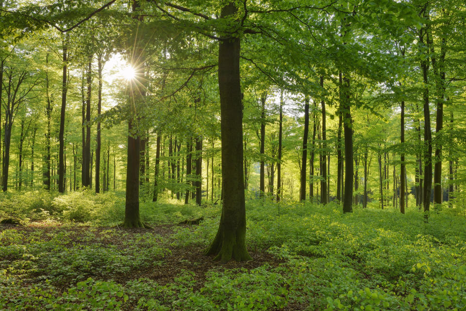 Vital green forest in spring with sun and sunbeams. Source: Getty Images