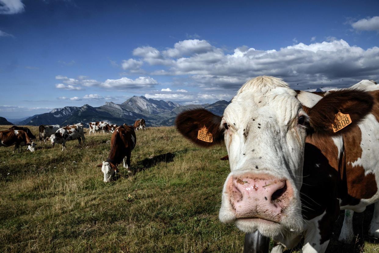 A herd of cows — one with its face filling a third of the frame — graze in an alpine pasture, with mountains and clouds visible in the background..