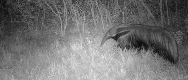 Hallan en el sur de Brasil un oso hormiguero gigante que se extinguió hace 130 años (Gentileza - Instituto Tamandua)