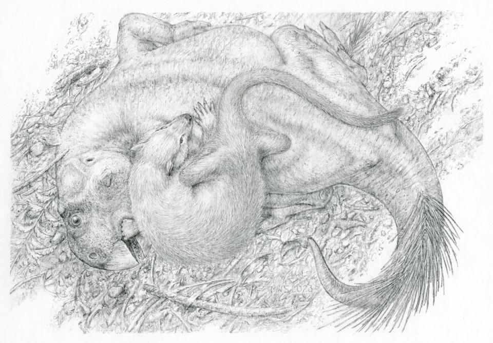 Undated handout drawing issued by Scientific Reports of a life reconstruction showing Psittacosaurus being attacked by Repenomamus 125 million years ago. A badger-sized mammal and a plant-eating dinosaur have been found “locked in mortal combat” from 125 million years ago. The fossilised remains of the dramatic moment frozen in time was discovered in the Liaoning Province in China (Gang Han/ Hainan Tropical OceanUniversity/PA Wire)