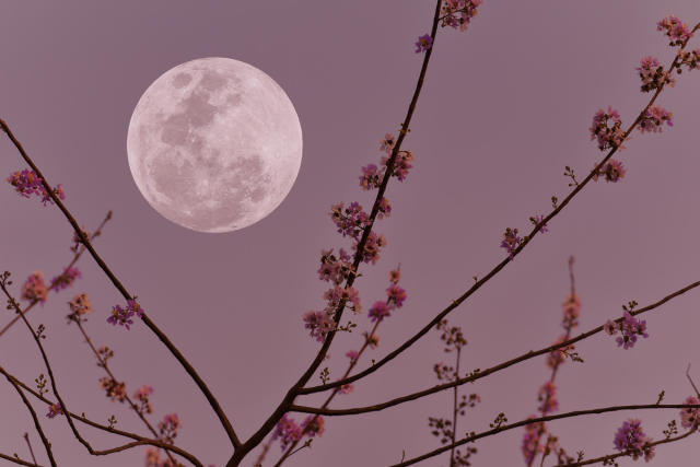 Jardiner avec la lune : optimisez votre jardinage avec les phases de la lune