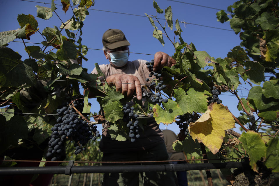 Un trabajador recolecta uvas Petit Verdot en el viñedo de Casale del Giglio, en Latina, cerca de Roma, el miércoles 16 de septiembre de 2020. (AP Foto/Alessandra Tarantino)