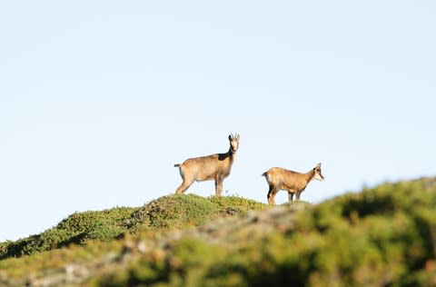 Chamois in the Somiedo nature reserve - Credit: ISTOCK