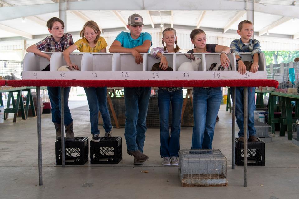 4-H members wait for the judge during the rabbit show at the 102nd Vanderburgh County Fair in Evansville, Ind., Tuesday, July 25, 2023.