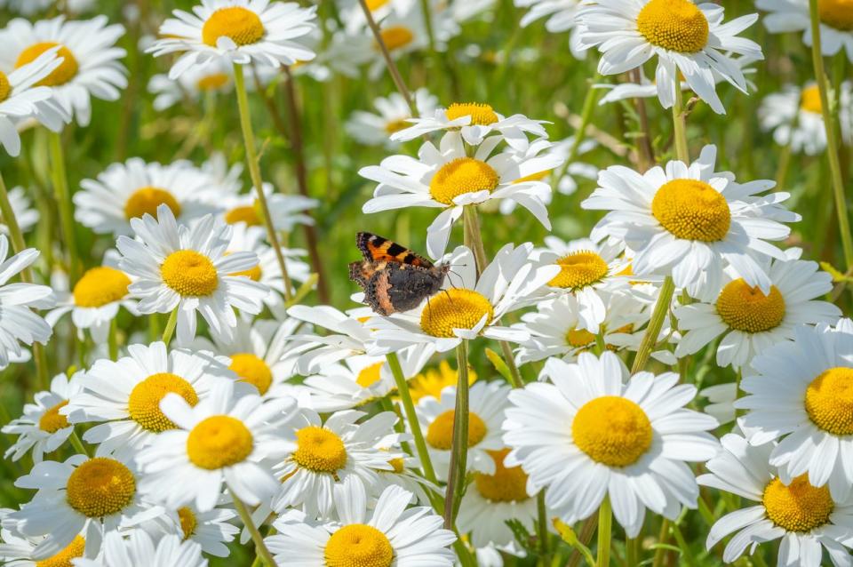 Oxeye Daisy (Leucanthemum vulgare) growing in a field with a butterfly. 