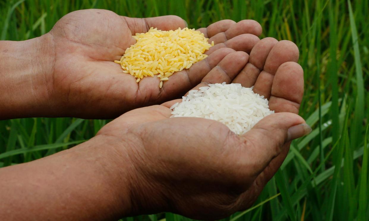 <span>A scientists compares vitamin-A enriched Golden Rice and ordinary rice in Manila, the Philippines.</span><span>Photograph: Erik de Castro/Reuters</span>