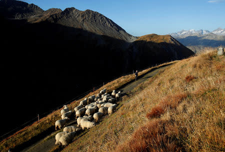 FILE PHOTO: A farmer gathers sheep at the end of pasture season at the Furka Pass, Switzerland, September 13, 2018. REUTERS/Denis Balibouse/File Photo