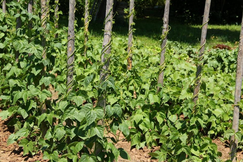 Rows of green bean plants growing up poles in a garden