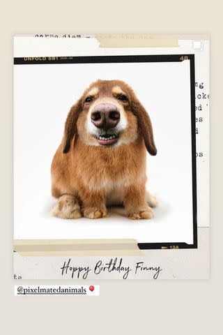<p>Amanda Seyfried /Instagram</p> Amanda Seyfried celebrates her dog Finn's birthday.