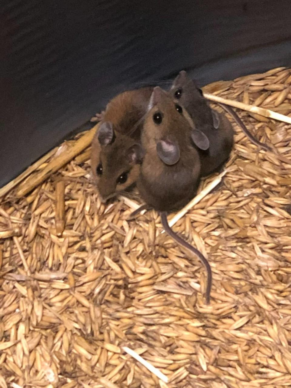 “The three individuals are the native white-footed mice that are likely the most numerous native mammal in NC. They got trapped in a barrel of oats in my garage, but I’ve never seen or caught the native mice in my home,” said mammal expert Michael Cove.