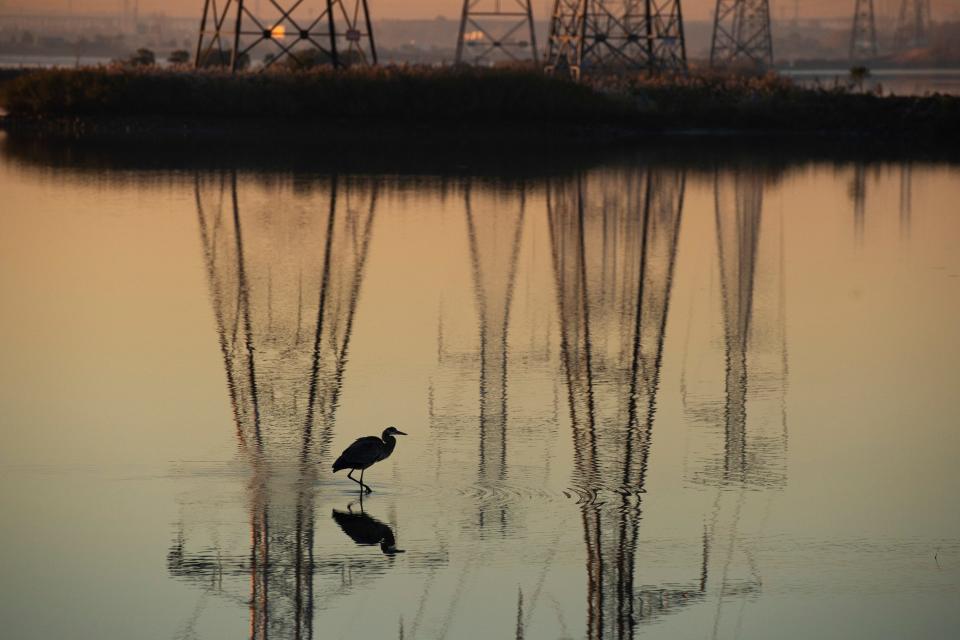 An immature Great Blue Heron wades through the Saw Mill Creek in Lyndhurst, N.J. on Tuesday Nov. 9, 2021. The lower Hackensack River has been proposed by the State of New Jersey to be listed as a Superfund, which would help with the clean up of decades of pollution into the waterway.