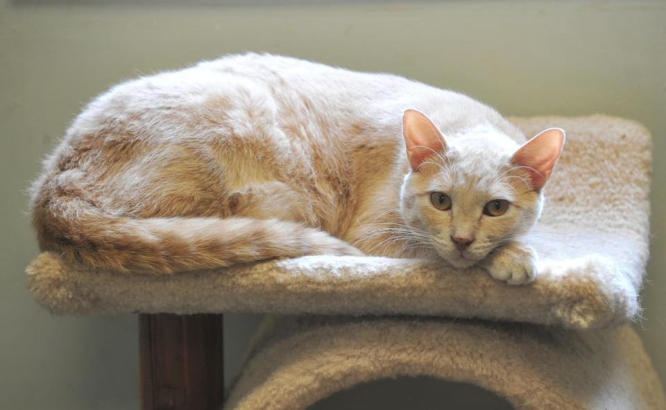 A cat at an Iowa shelter in a 2021 file photo. The Lanark Animal Welfare Society accommodates about 100 cats in shelter, with roughly the same amount in foster homes. Dogs are also sent to foster. (Gary L. Krambeck/Quad City Times/The Associated Press - image credit)